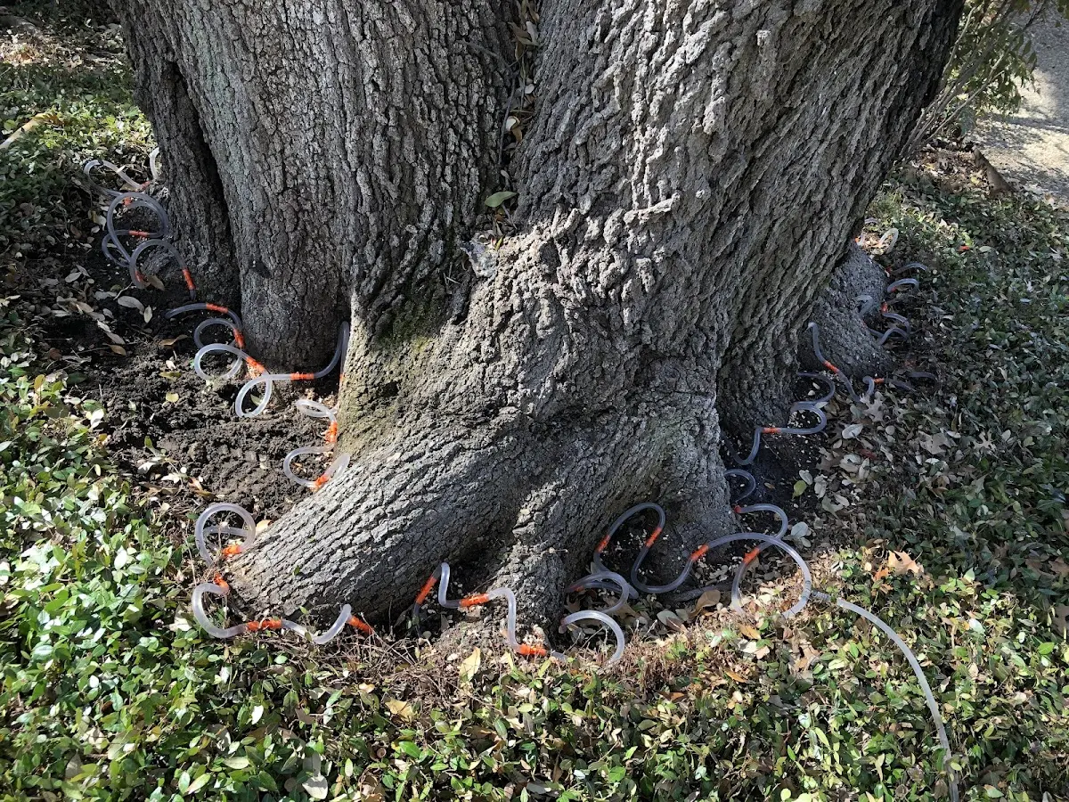 Detailed Tree Cabling and Bracing job site in Poplar Ridge