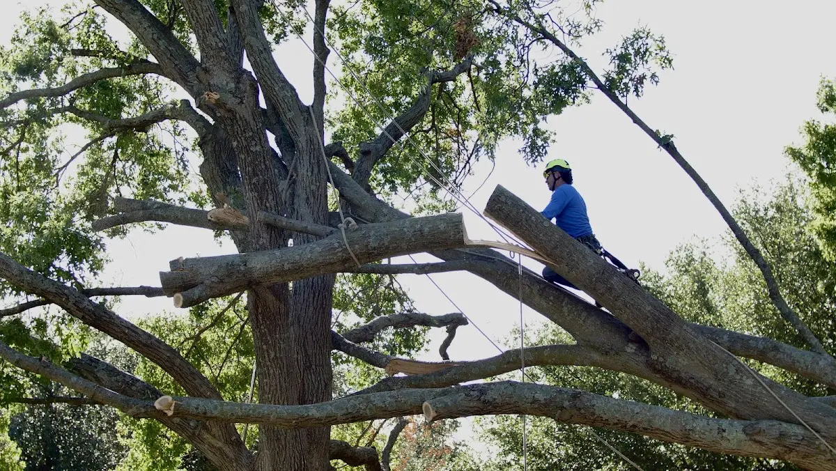 Professional Crown Thinning performed by certified arborists in Poplar Ridge