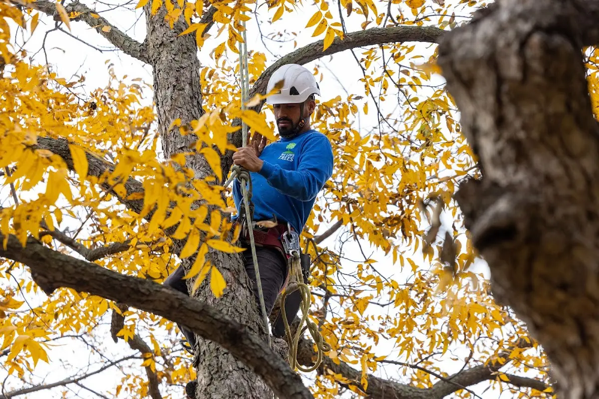 Skilled Tree Pruning crew working in Poplar Ridge